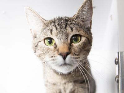 Hello my name is Dolly Pawton