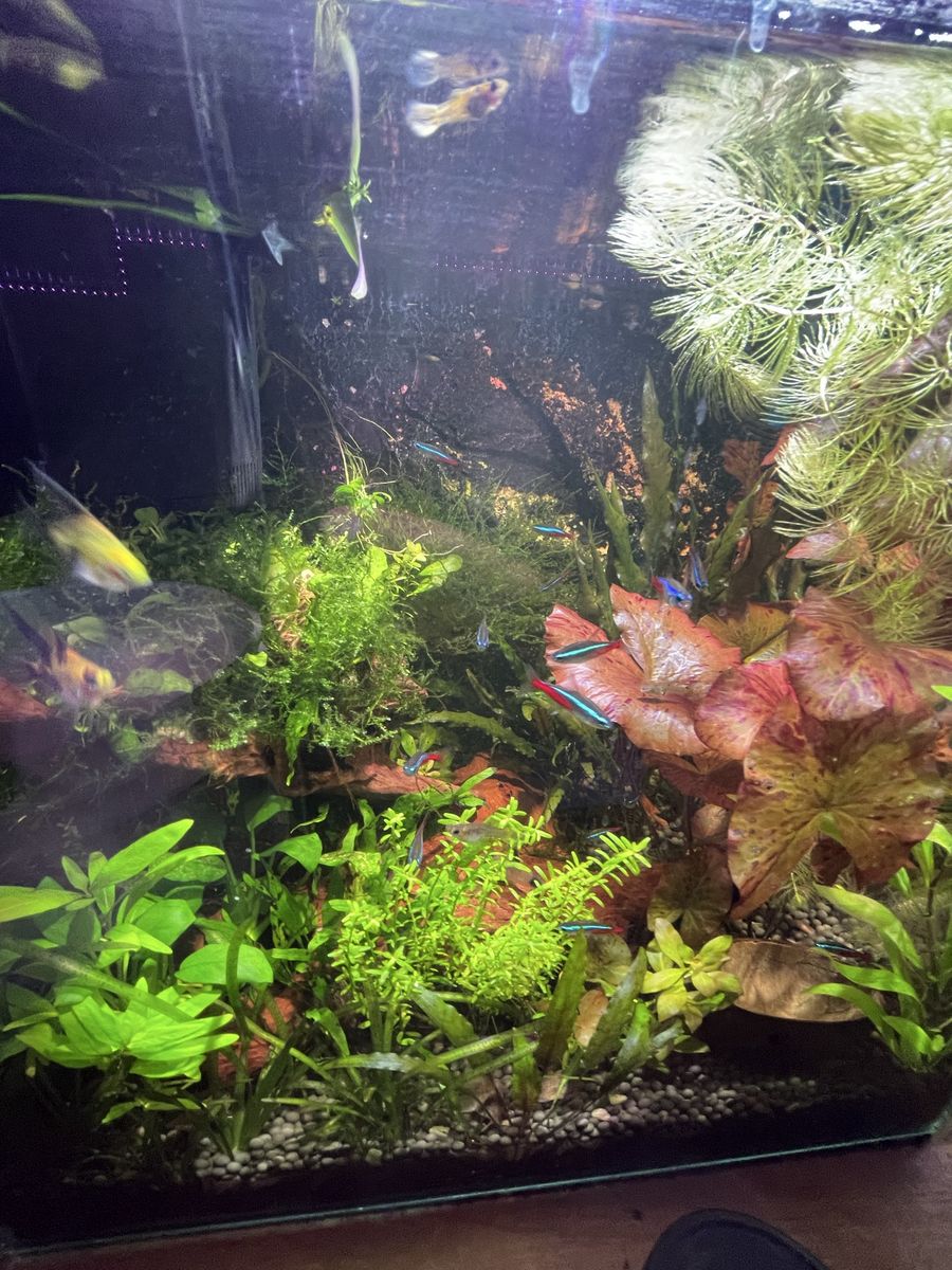 Planted Freshwater Aquarium with Fish and Live Plants