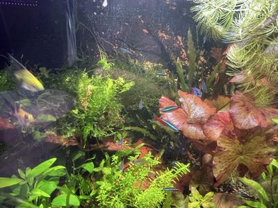 Planted Freshwater Aquarium with Fish and Live Plants