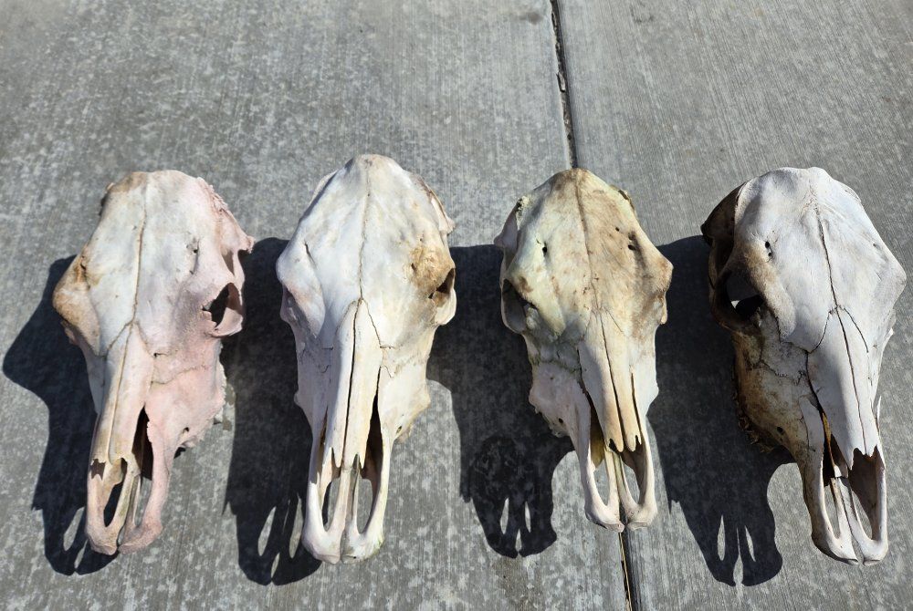 Cow Skulls