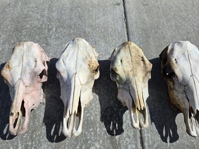 Cow Skulls