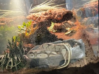 COMPLETE SETUP - SNAKE AND ENCLOSURE