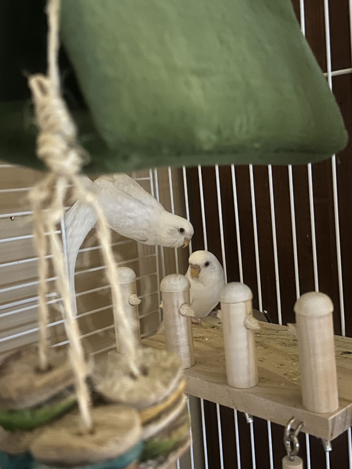 Lutino Budgie/Parakeet for sale!