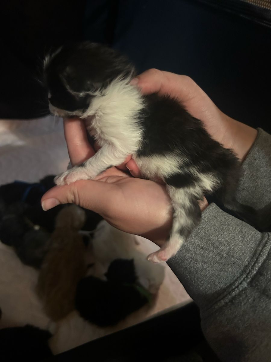TICA Maine Coon Kitten