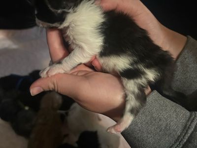 TICA Maine Coon Kitten