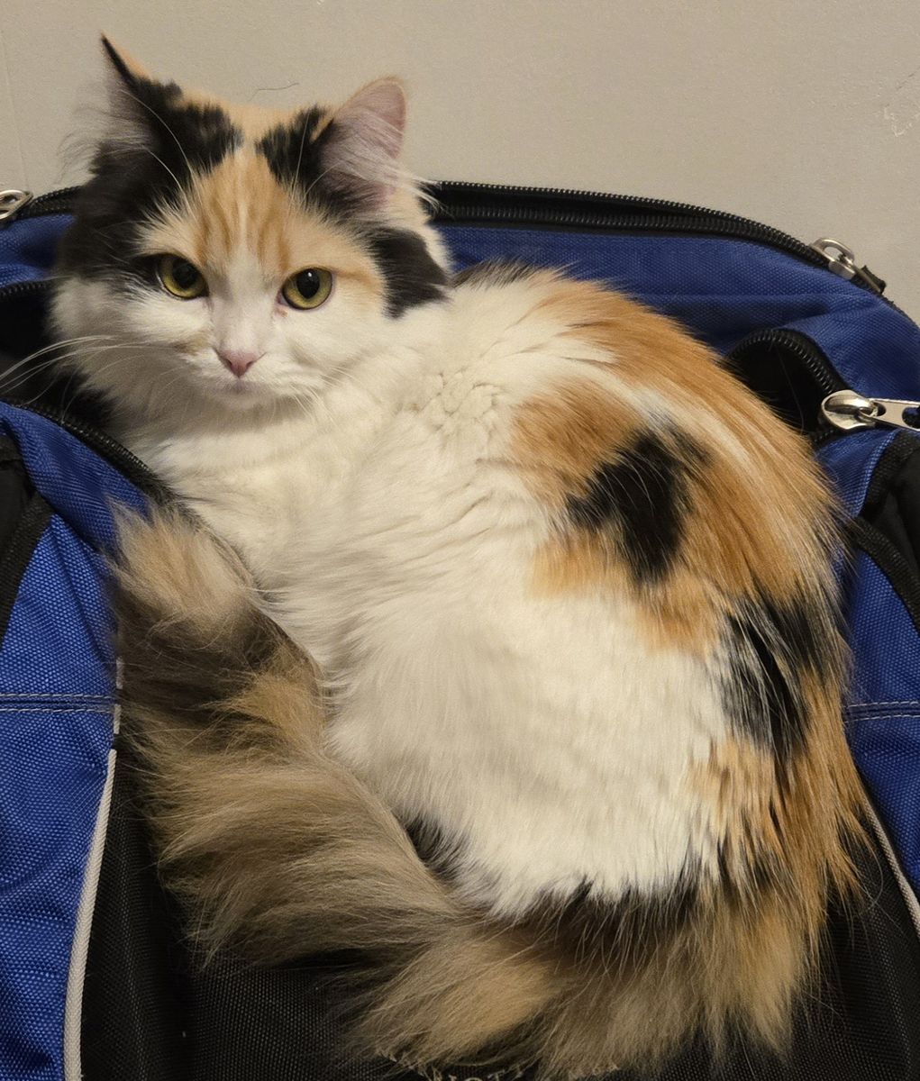 Loving Home Needed for Sweet Indoor Cat