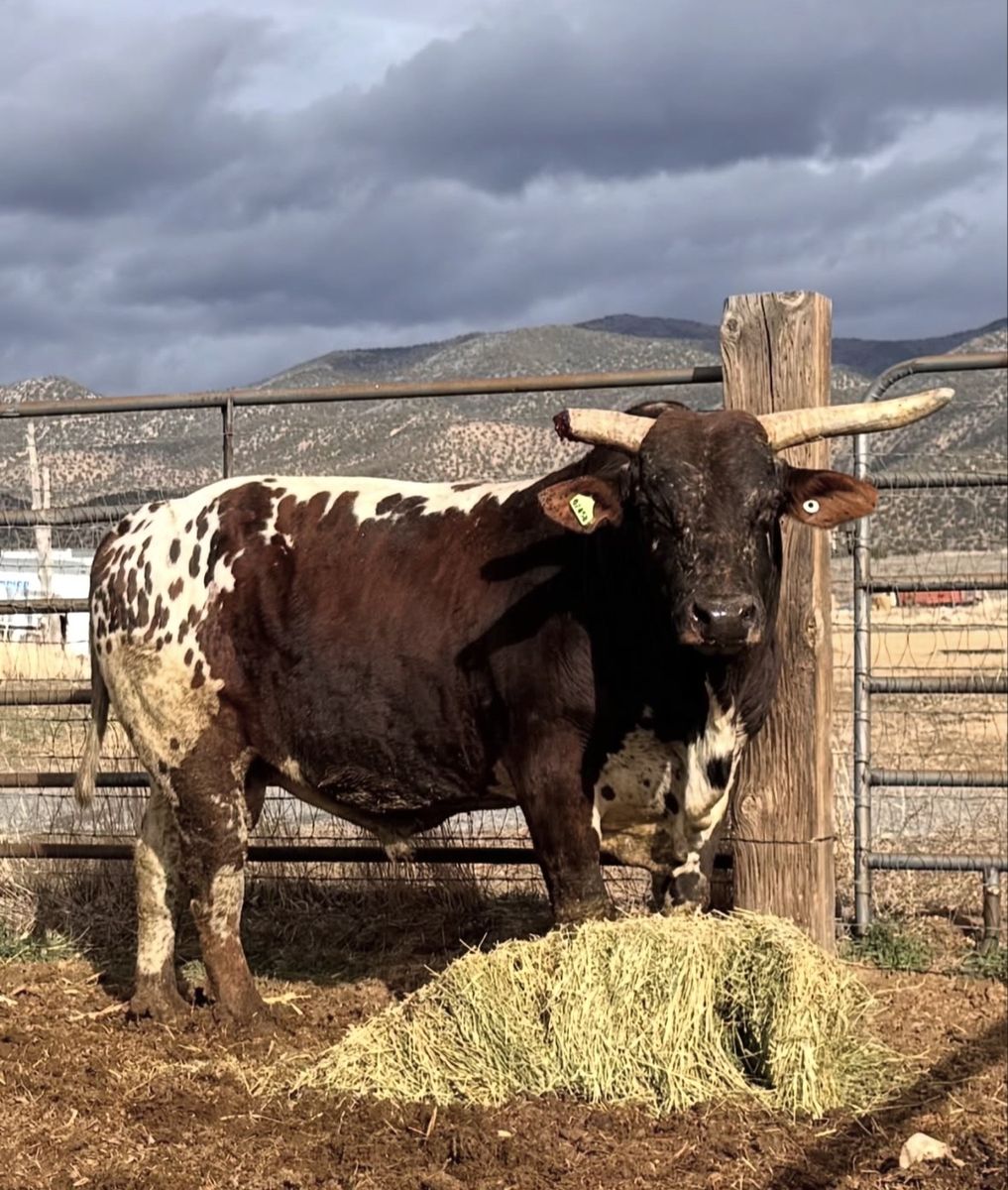 Bucking Bull **BREED BULL ONLY**