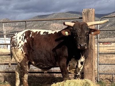 Bucking Bull **BREED BULL ONLY**