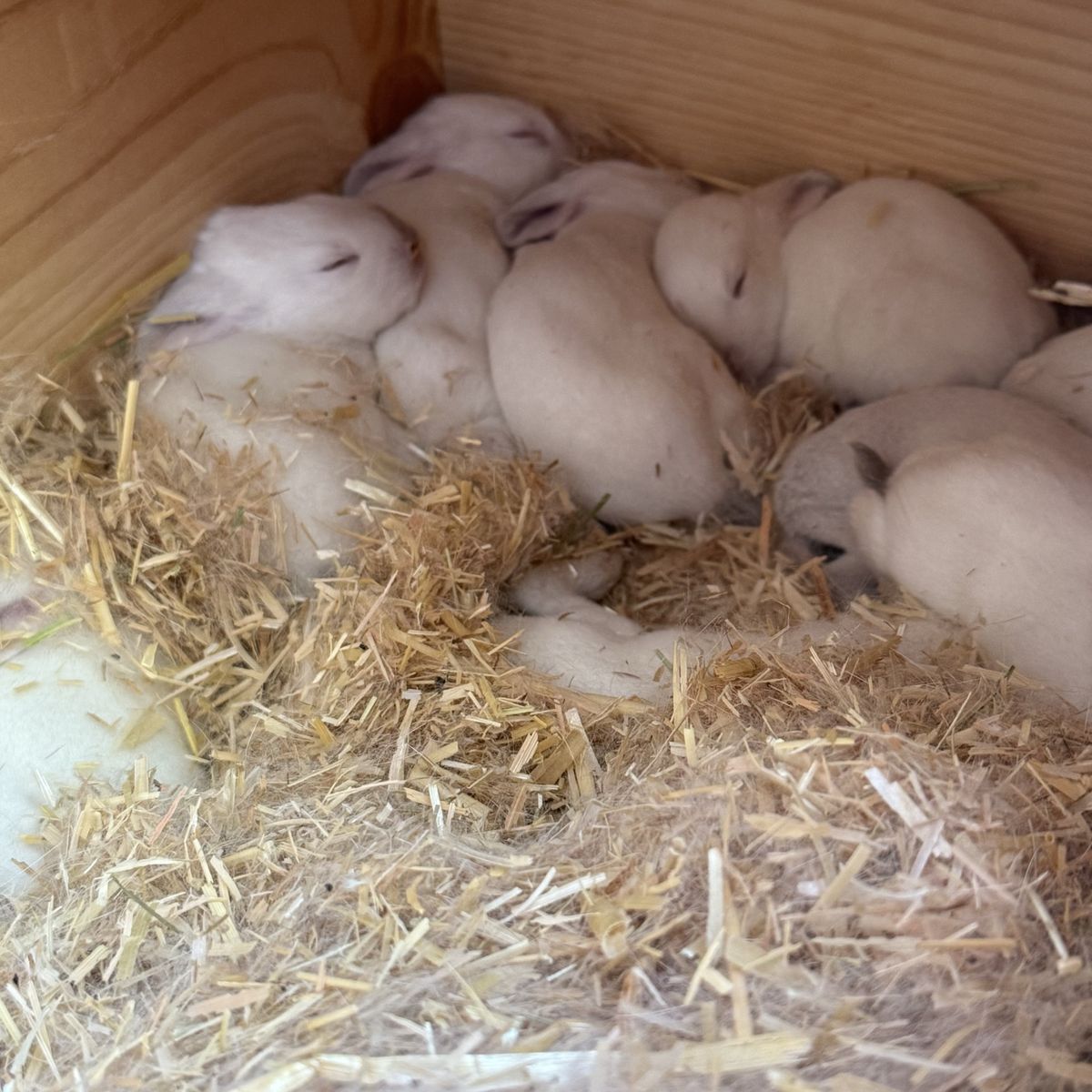 Californian Rabbits