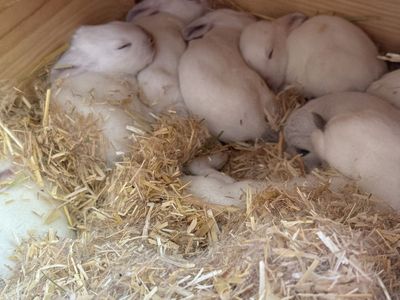 Californian Rabbits