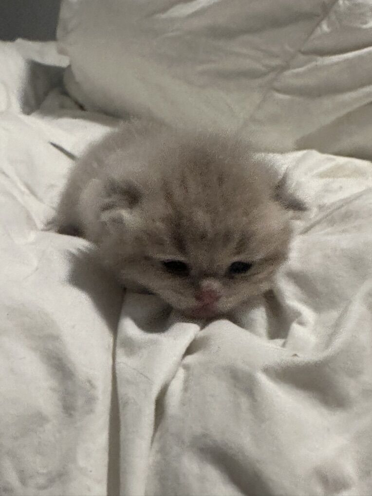 Longhair Blue Golden Shaded British Cat-2 Availabl