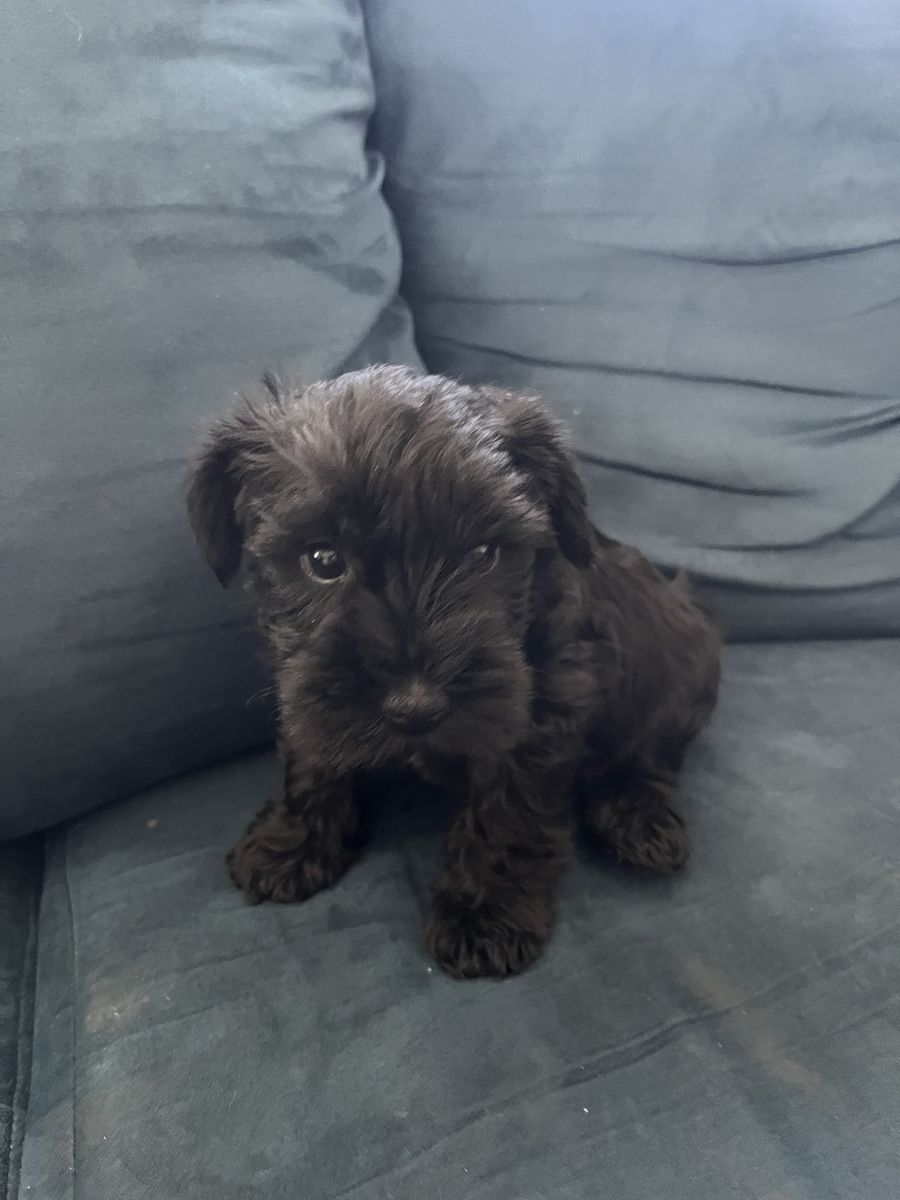 Black AKC Purebred Mini Schnauzer