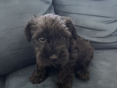 Black AKC Purebred Mini Schnauzer