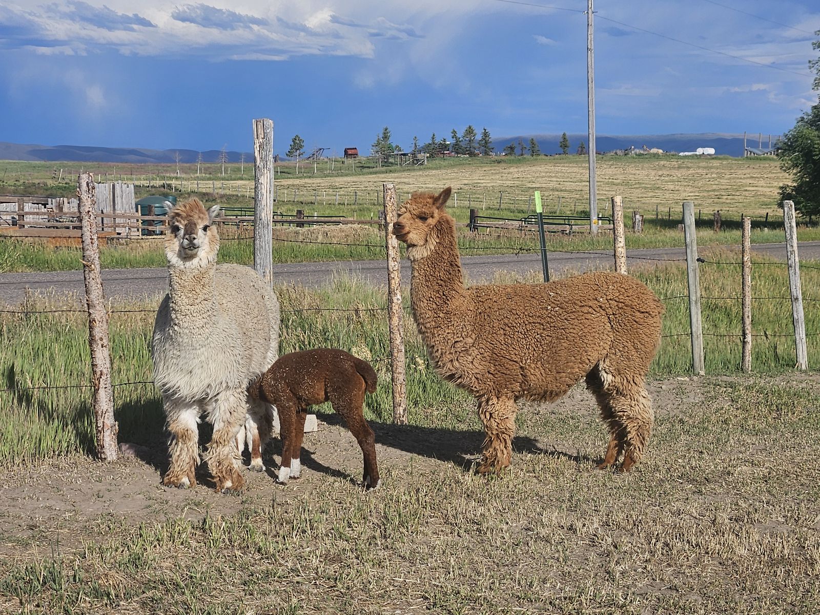 Alpacas