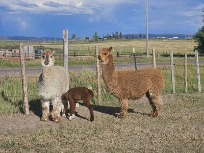 Alpacas
