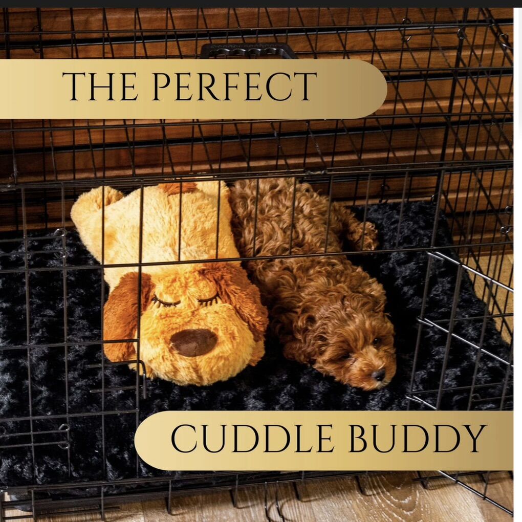 Comfort you New Puppy