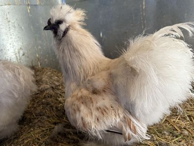 Laying Chickens, Ducks, and Geese - Multiple Ages Available