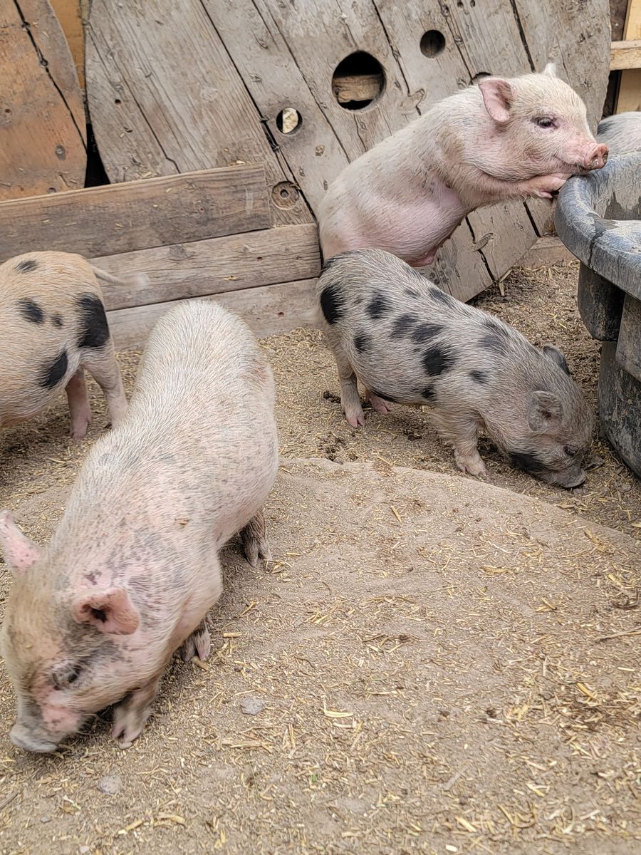 Mini Piglets- 8 weeks old and ready to go