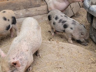 Mini Piglets- 8 weeks old and ready to go
