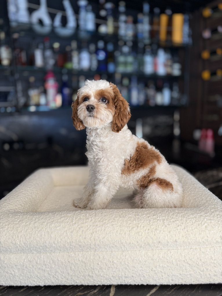 8 lbs Red Blenheim F1b Cavapoo Stud Service – Hypoallergenic Teddy Bear Puppies