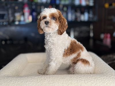 8 lbs Red Blenheim F1b Cavapoo Stud Service – Hypoallergenic Teddy Bear Puppies