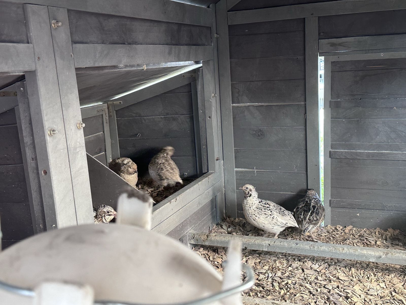 Coturnix Quail