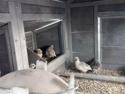 Coturnix Quail