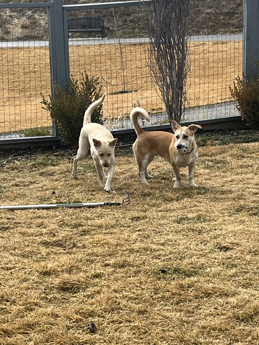 Lab Mix Puppies For Sale-1 Year Old