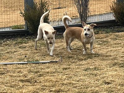 Lab Mix Puppies For Sale-1 Year Old
