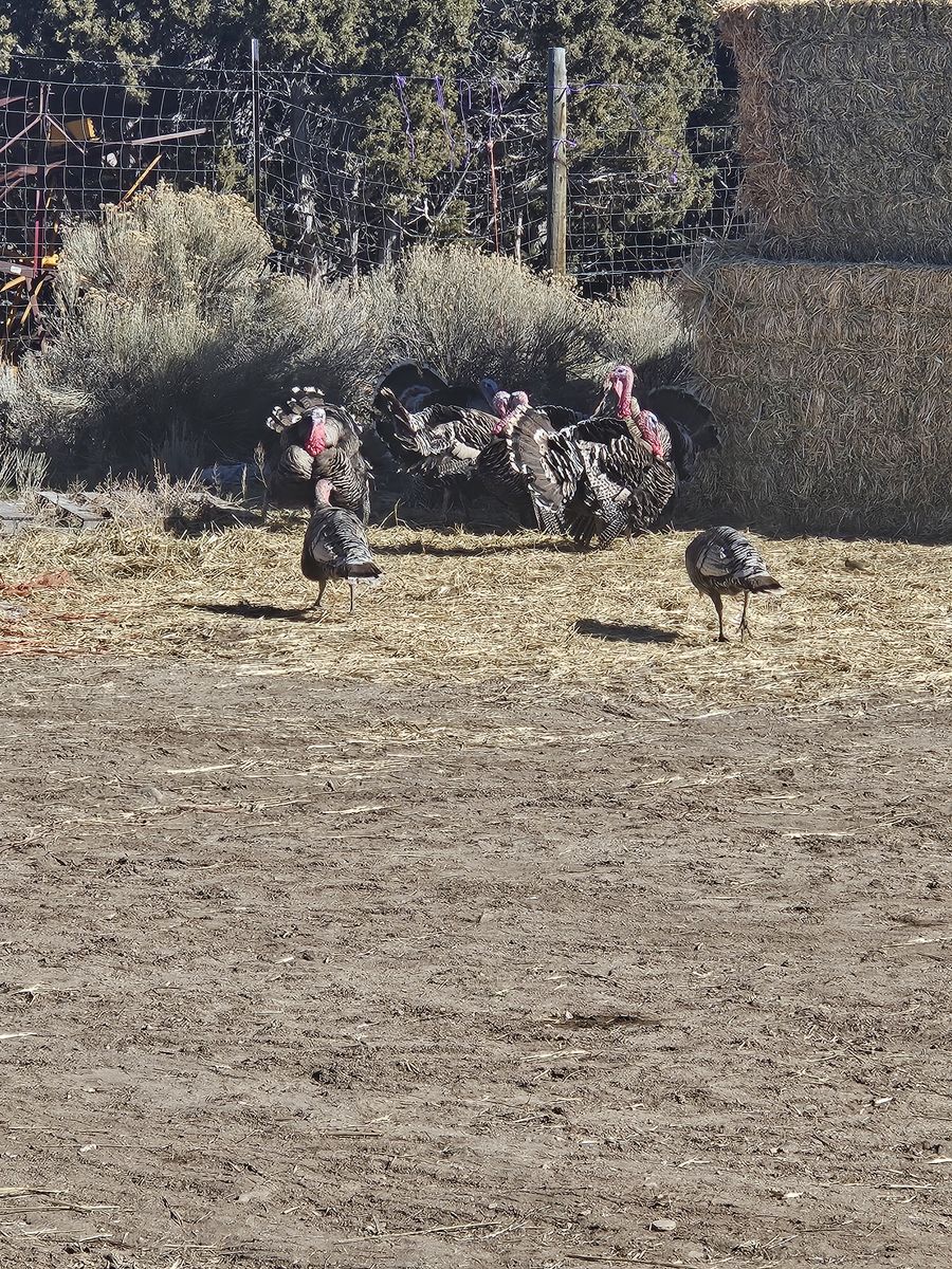Narragansett turkey eggs
