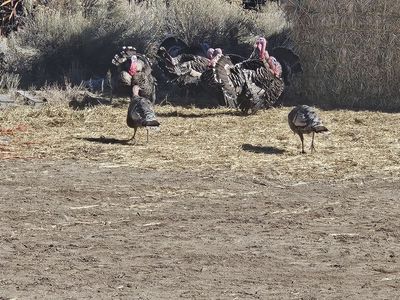 Narragansett turkey eggs