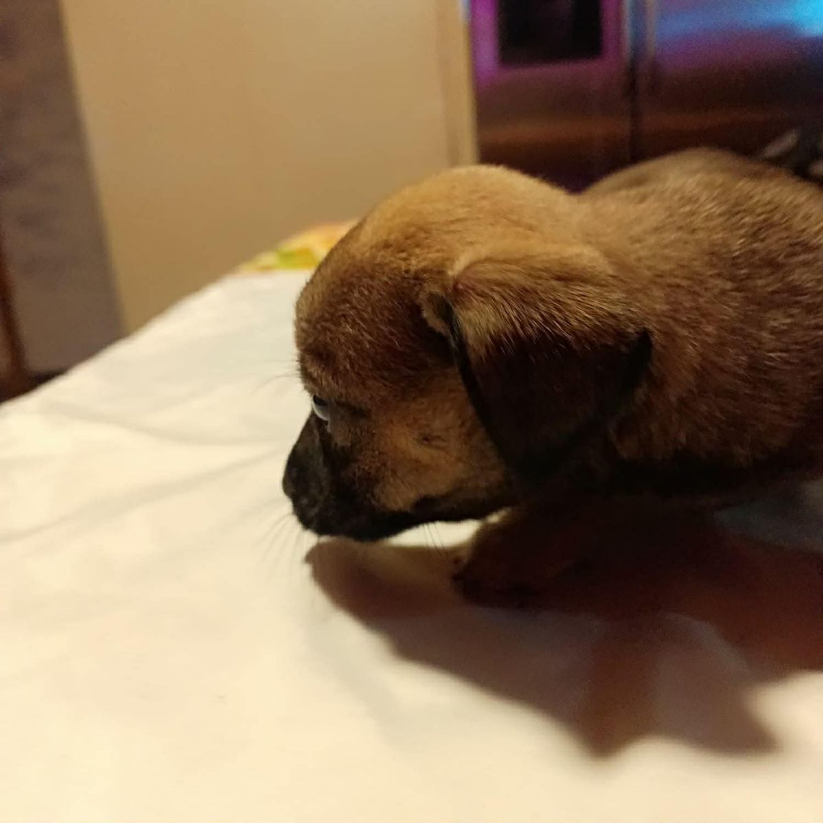 terrier  dachshund mixed pups