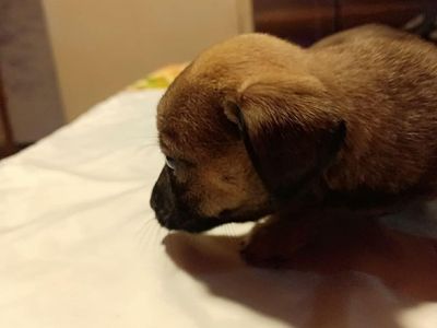 terrier dachshund mixed pups