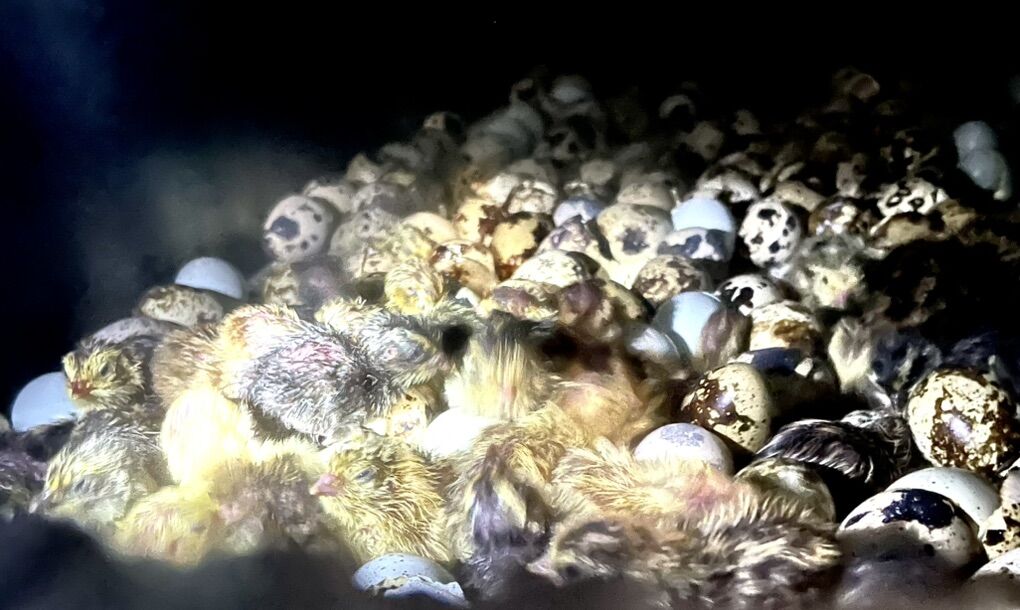 Coturnix Quail Babies