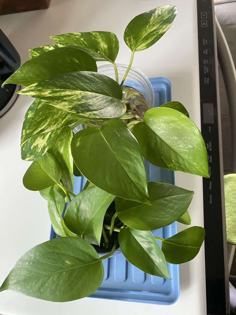 Free Rooted Pothos