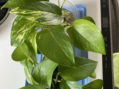 Free Rooted Pothos