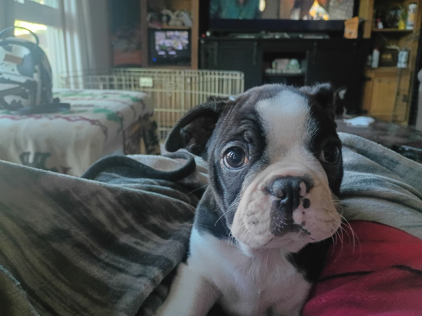 12 week old Boston terrier that need an amazing home