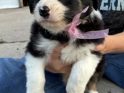 Border collie cross pups ready for their new home