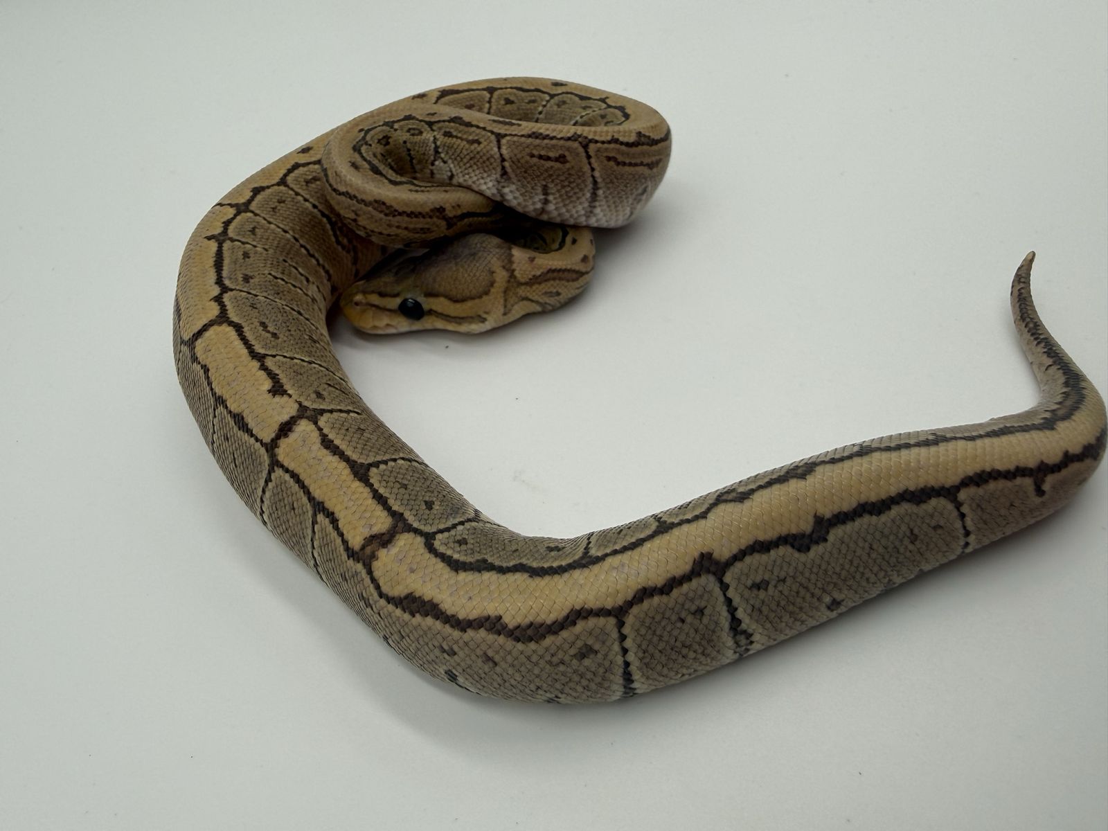 Female: Pinstripe Hypo Het VPI (True Ghost)