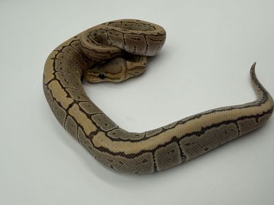 Female: Pinstripe Hypo Het VPI (True Ghost)