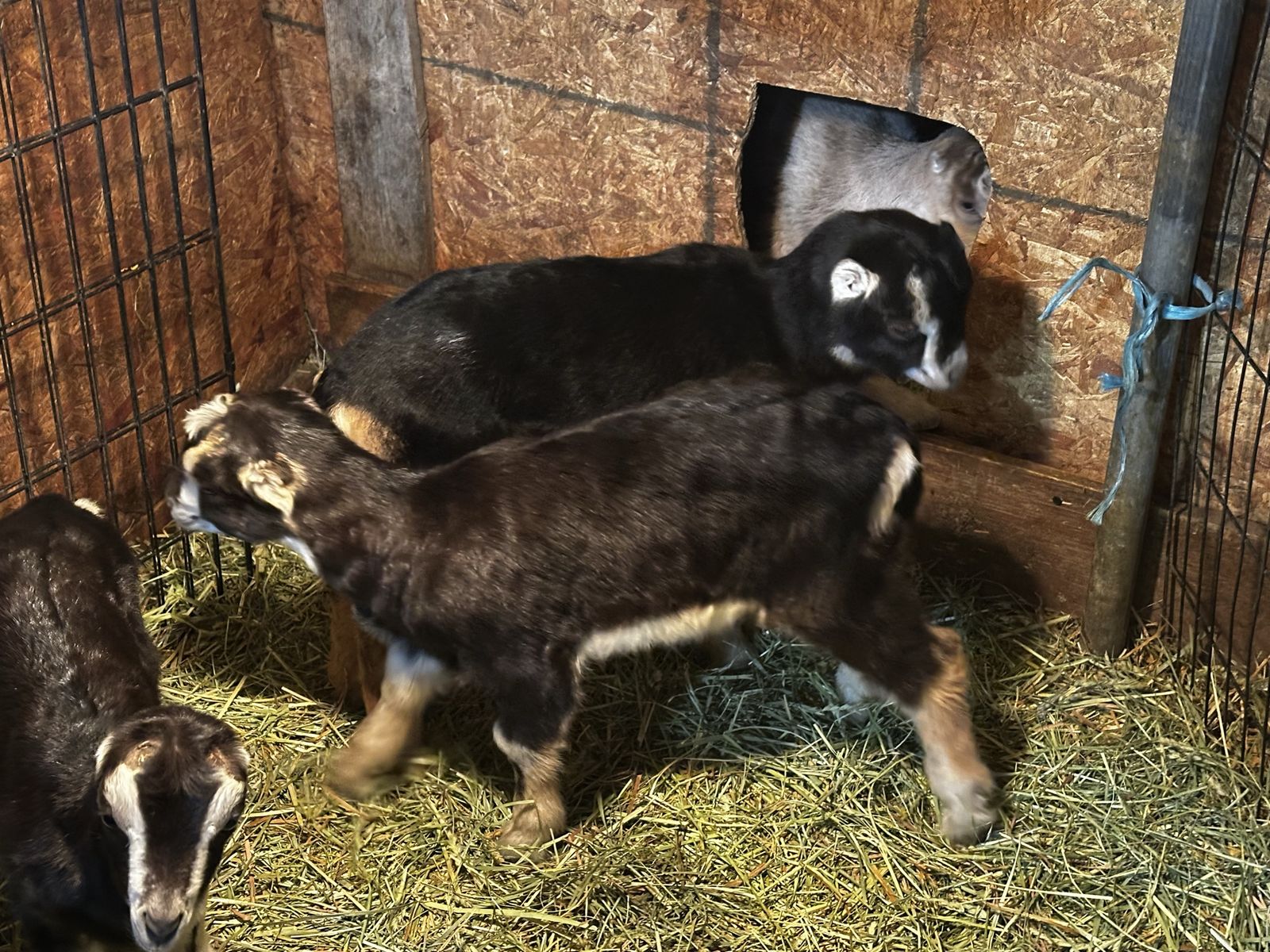 I have four doelings for sale