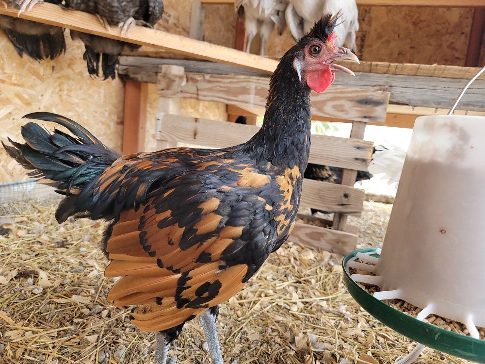 Young Roosters for Sale!