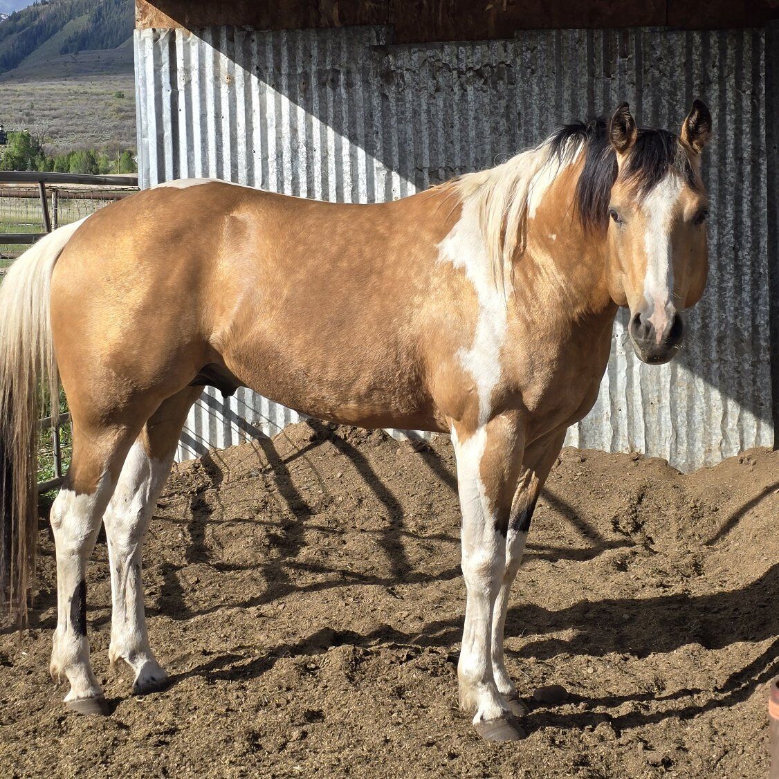 APHA stallion at stud "Dee Whiskey Lane"