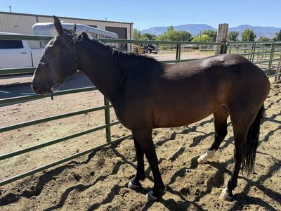 Blaze face bay mare