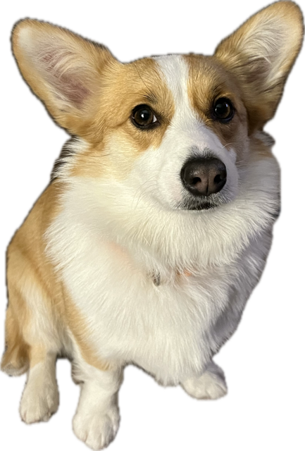 Rehoming 4 Year Old Female Pure Bred Welsh Corgi