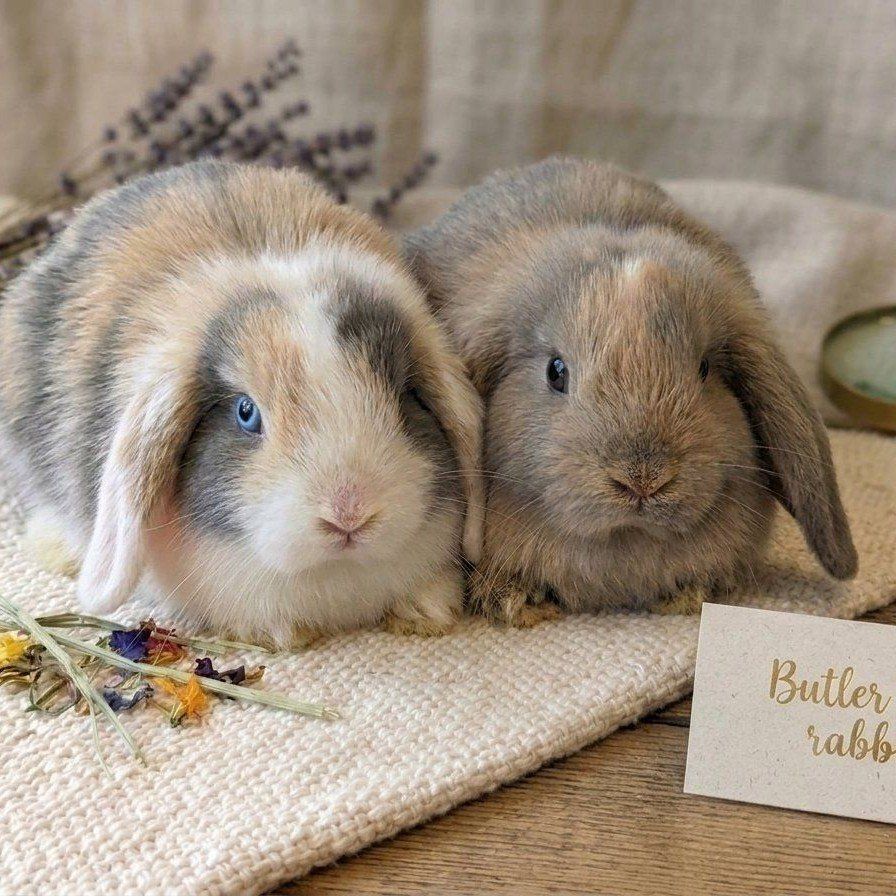 sale purebred Holland lop bucks