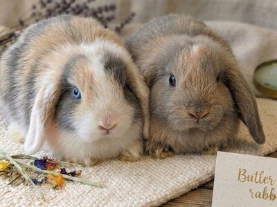 sale purebred Holland lop bucks