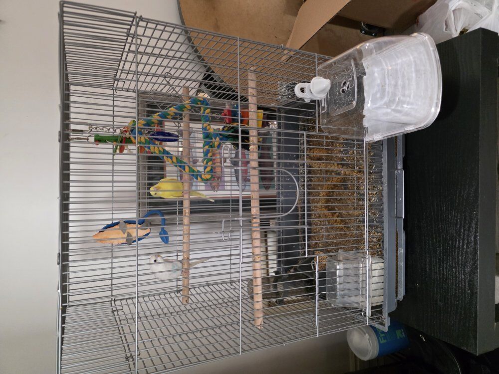 2 budgies + cage & etc