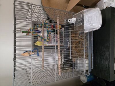 2 budgies + cage & etc