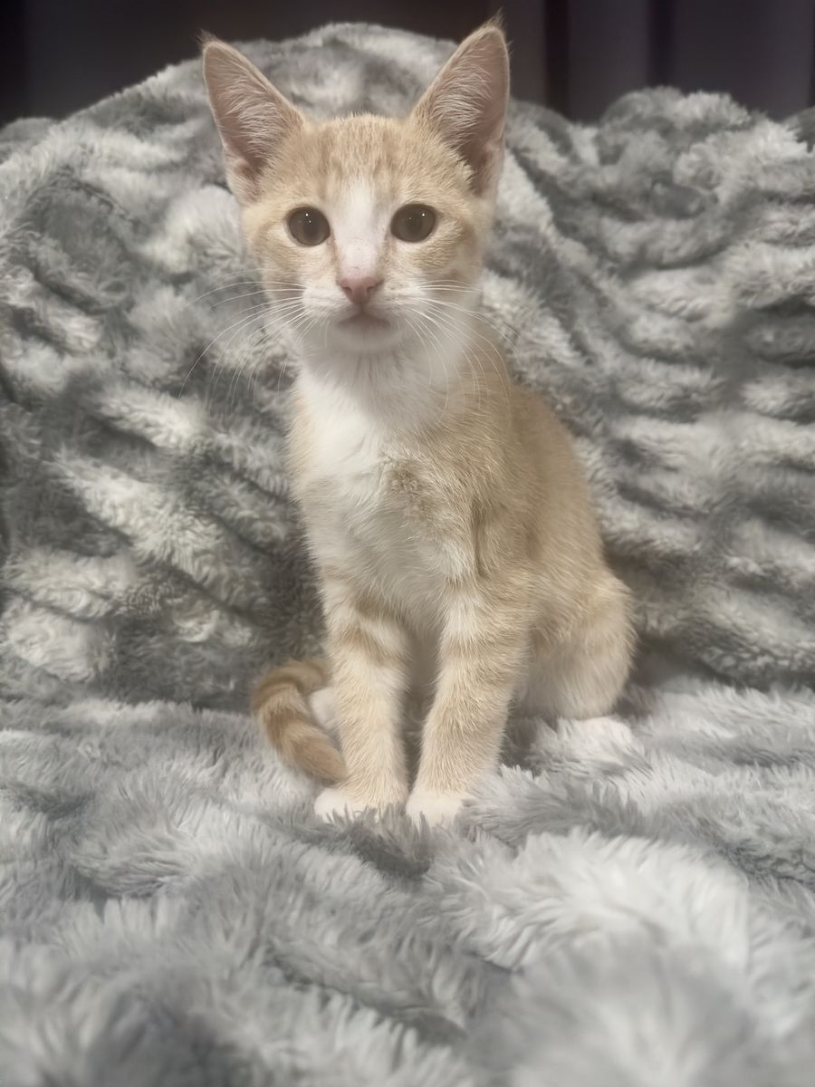 Orange creamsicle kitten!